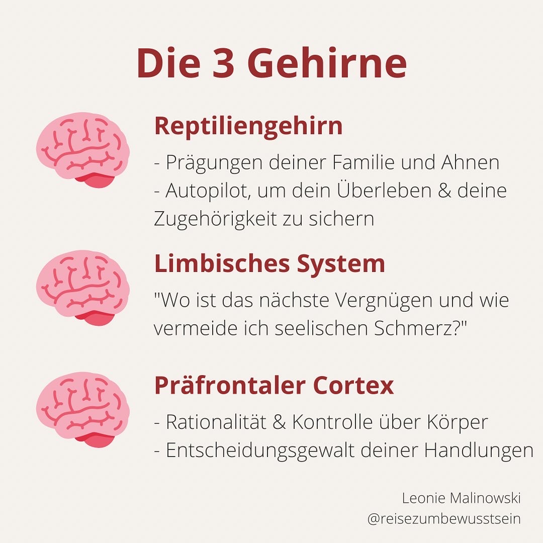 3 Gehirne