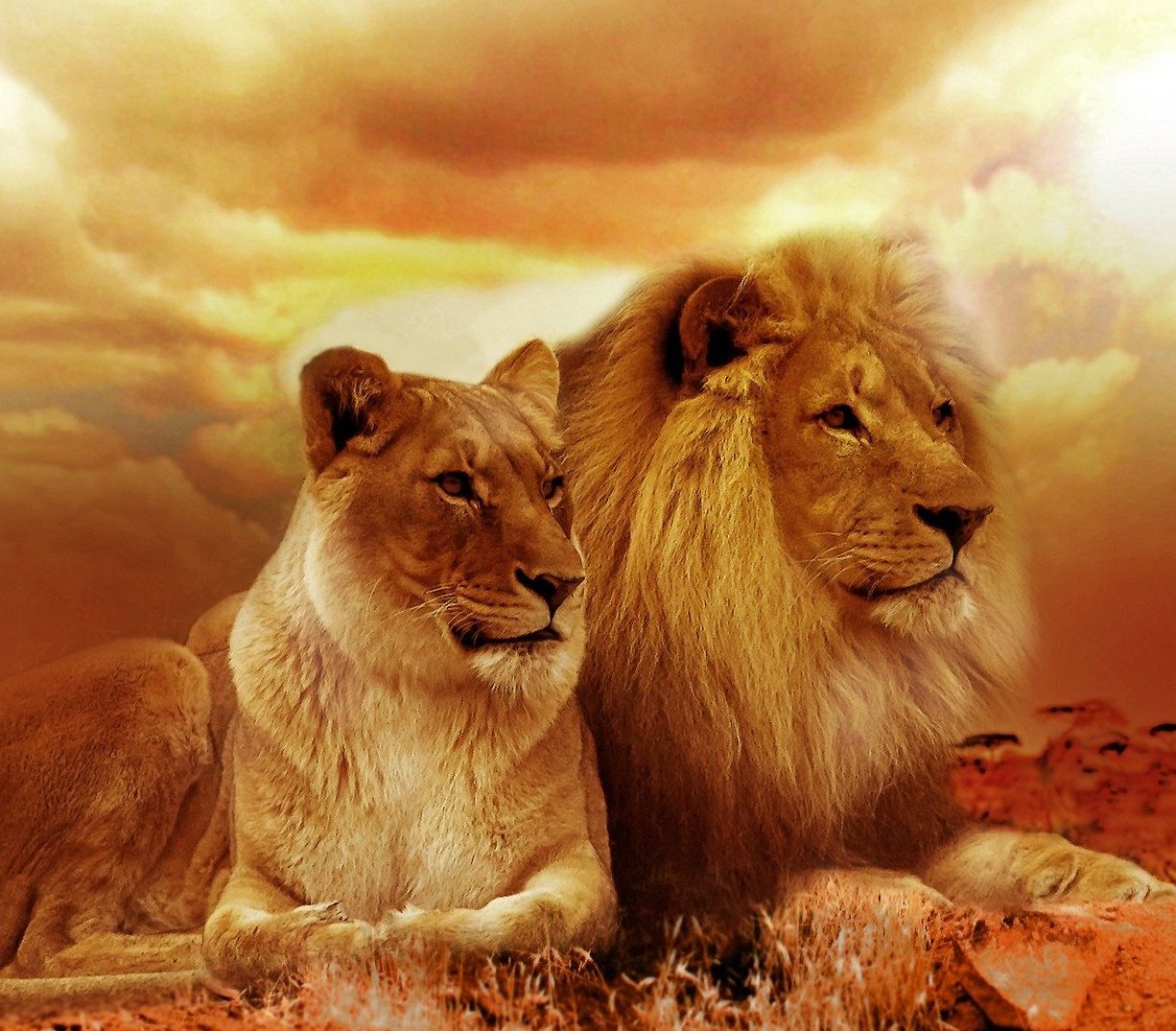 lions-577104_1920